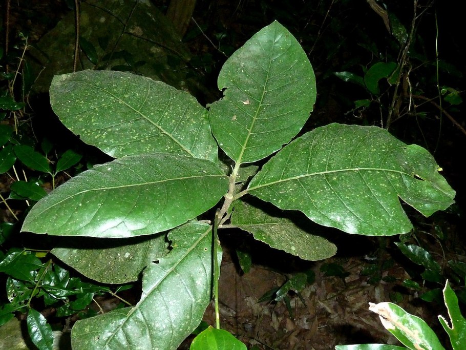 Vangueria madagascariensis