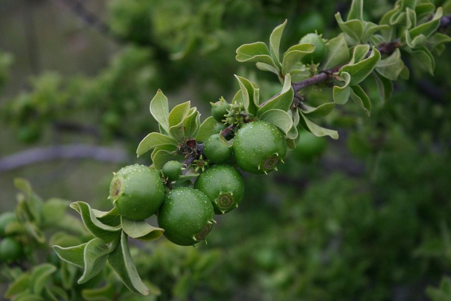 Вангерия воаванга Vangueria madagascariensis 1