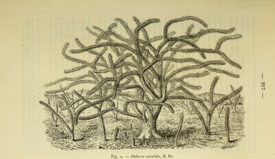 Didierea madagascariensis