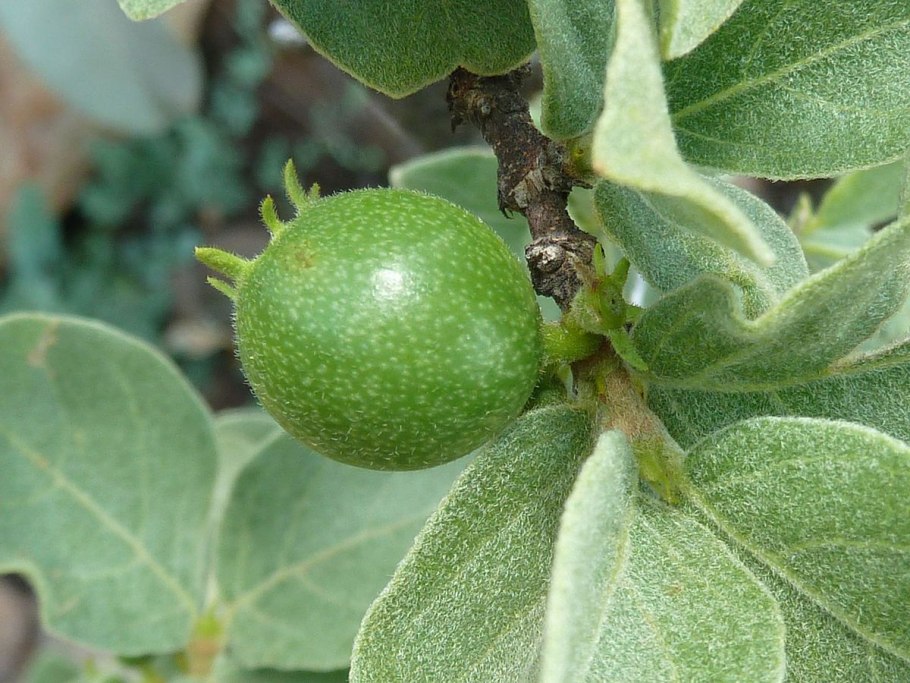 Хойя Парвифолия