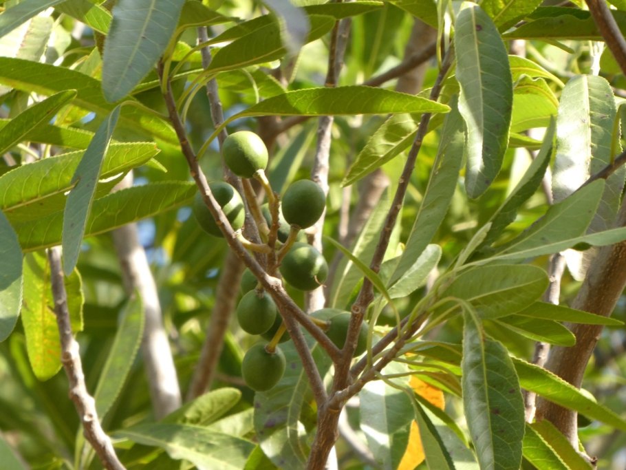 Harungana madagascariensis