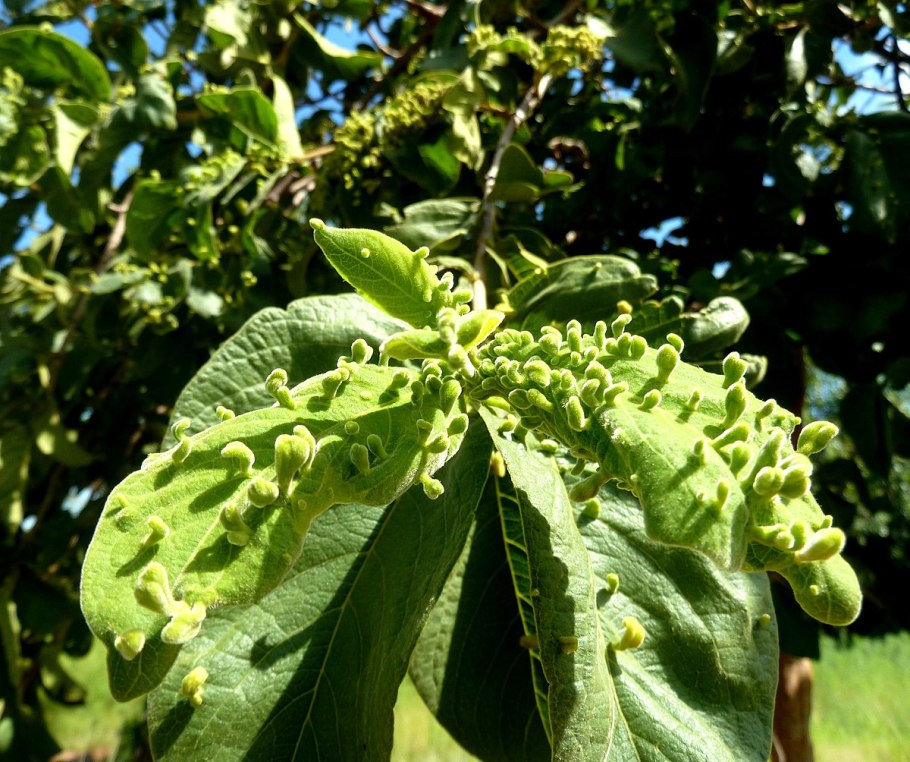 Руконожка Морис