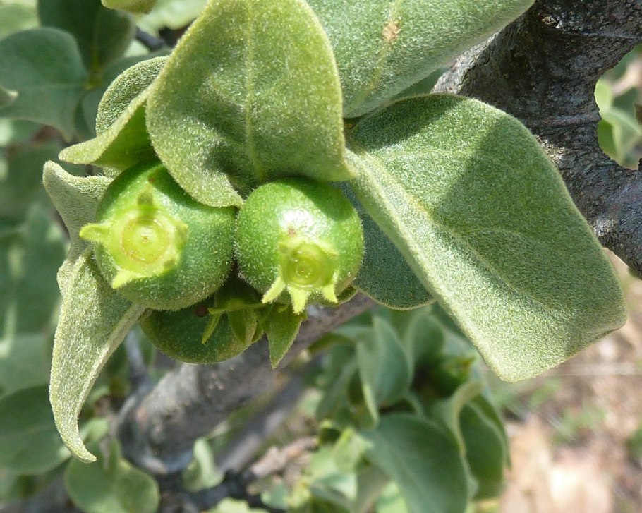 Воаванга (Vangueria edulis)-