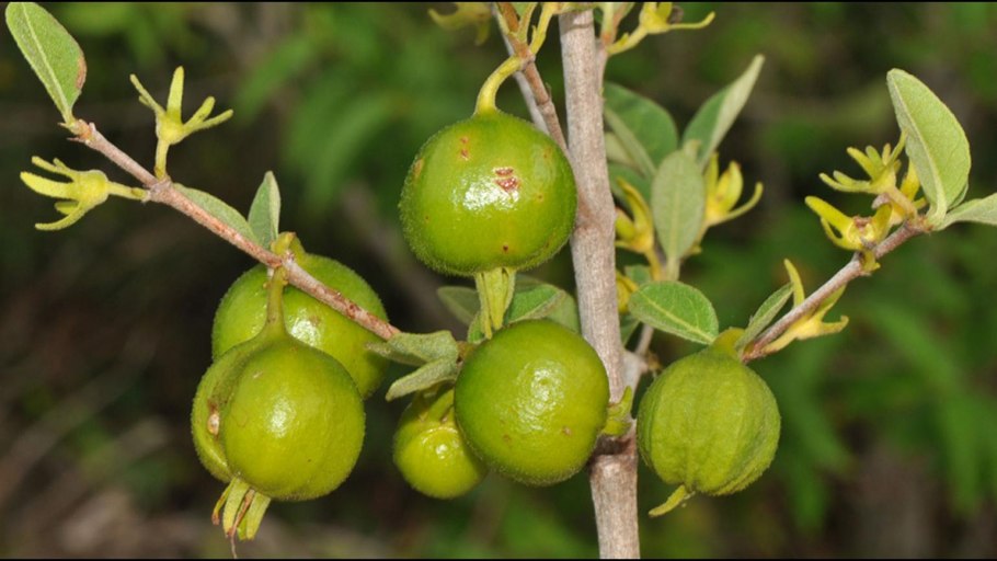 Воаванга (Vangueria edulis)-