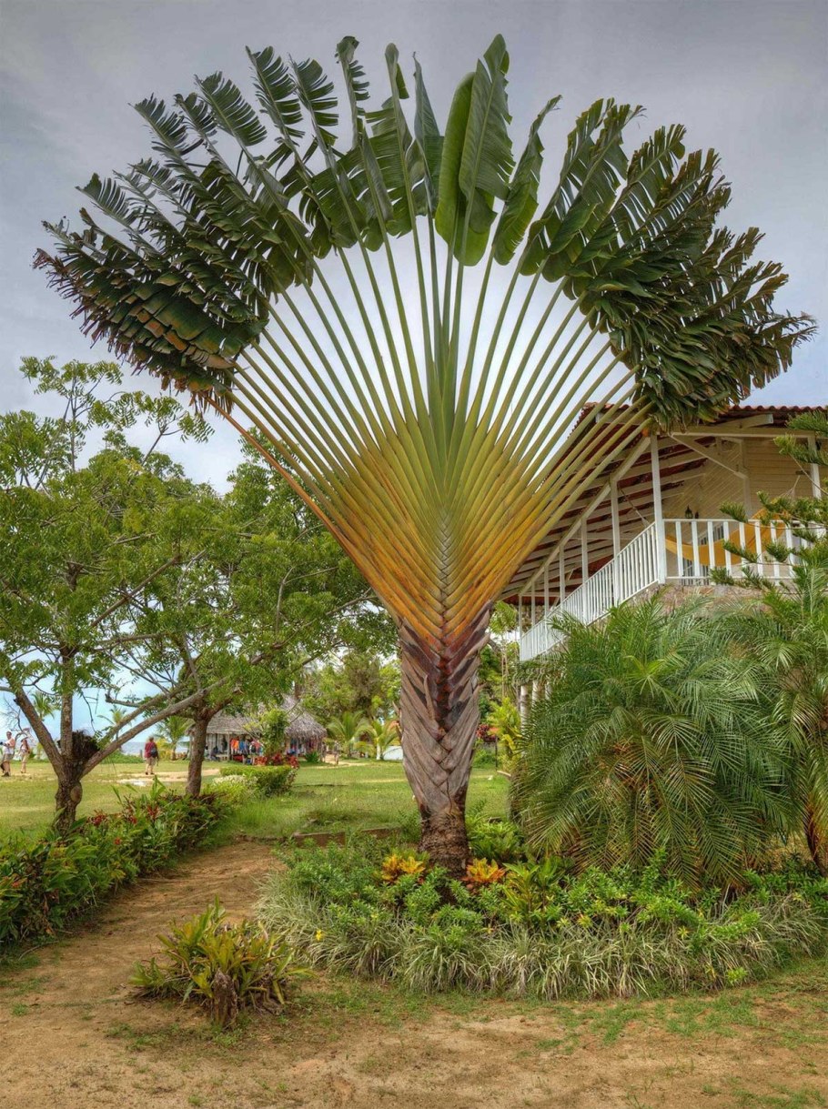 Равенала мадагаскарская