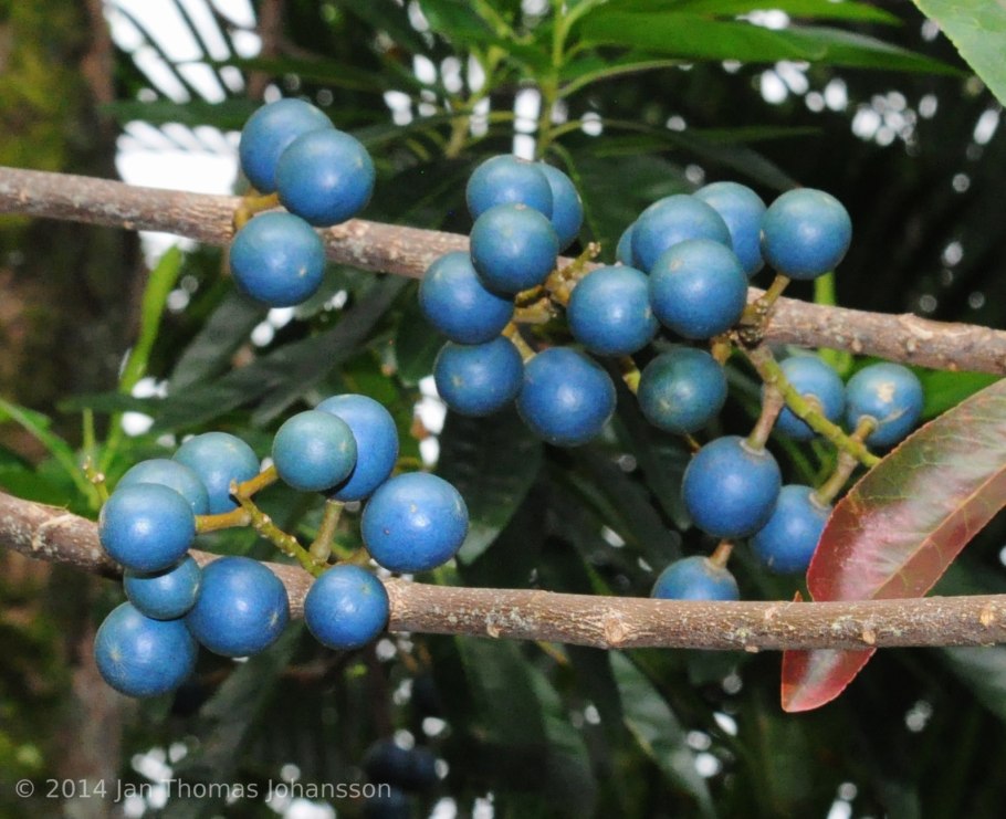 Morella перевод