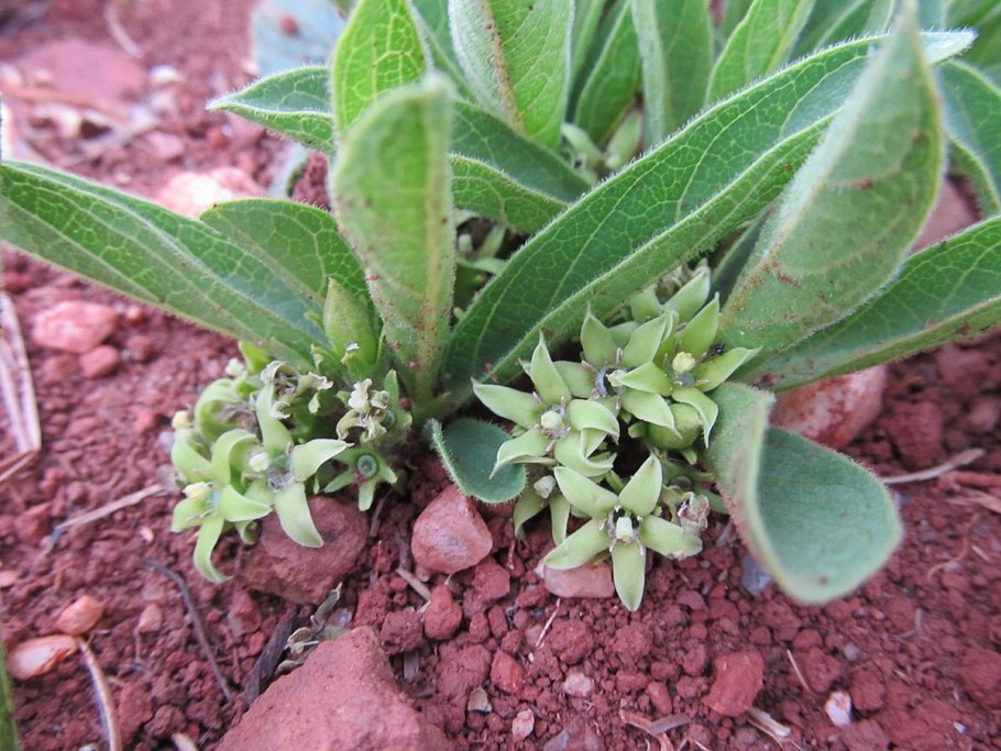 Vangueria edulis Википедия
