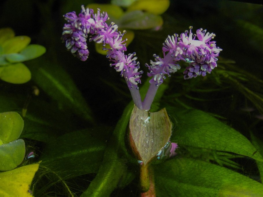 Апоногетон мадагаскарский увирандра