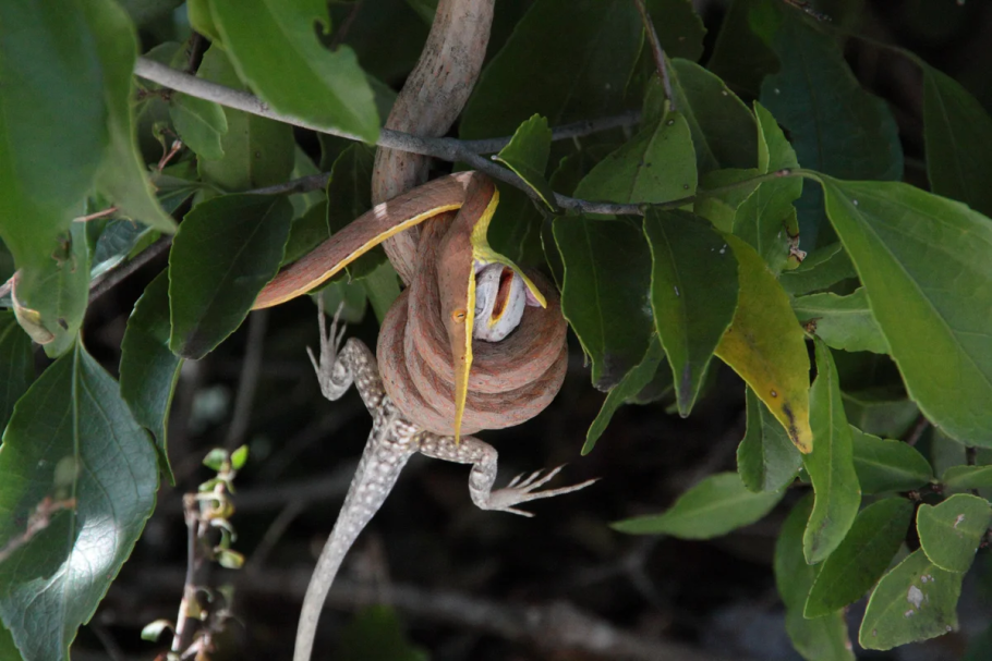 Листоносый мадагаскарский уж