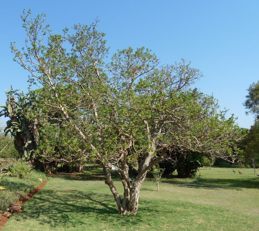 Вангерия фрукт