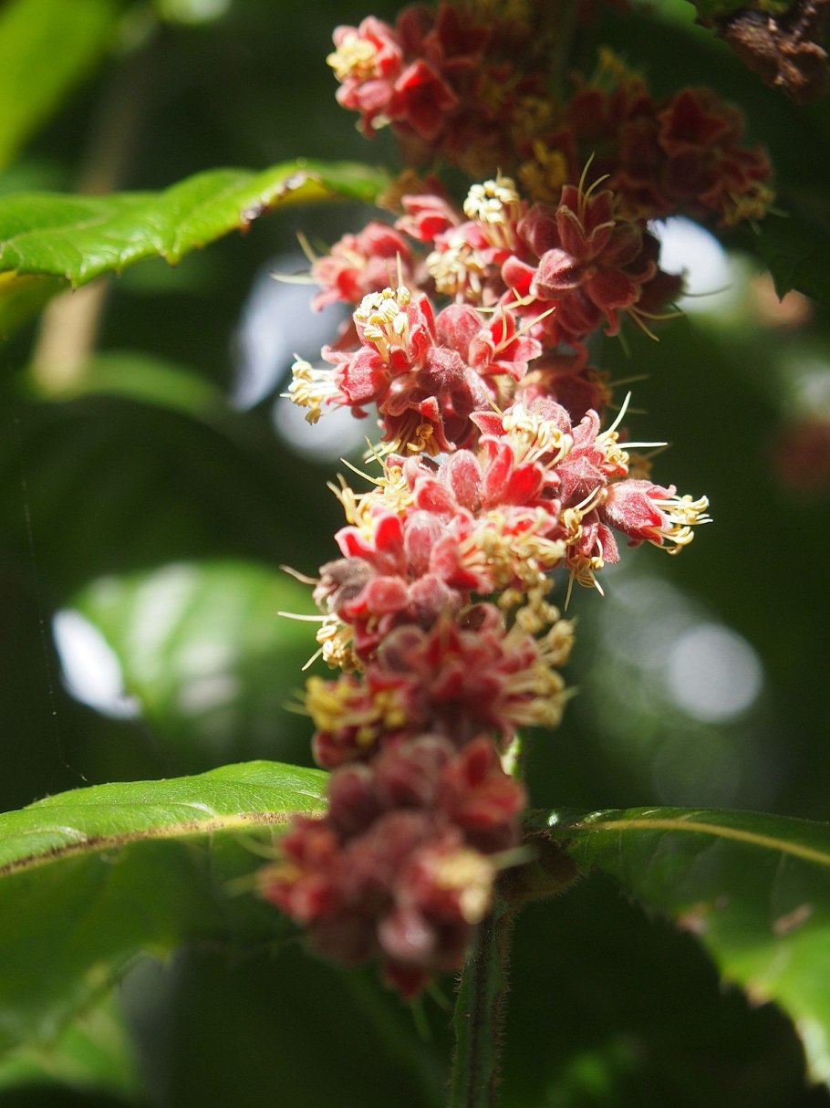 Randia SP.(t01) Dwarf