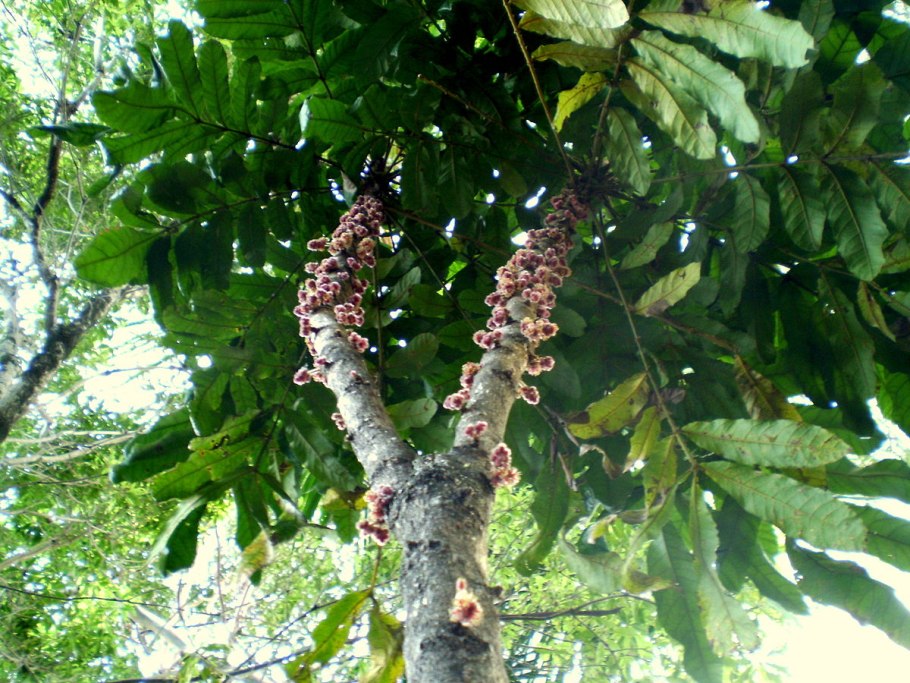 Barringtonia racemosa