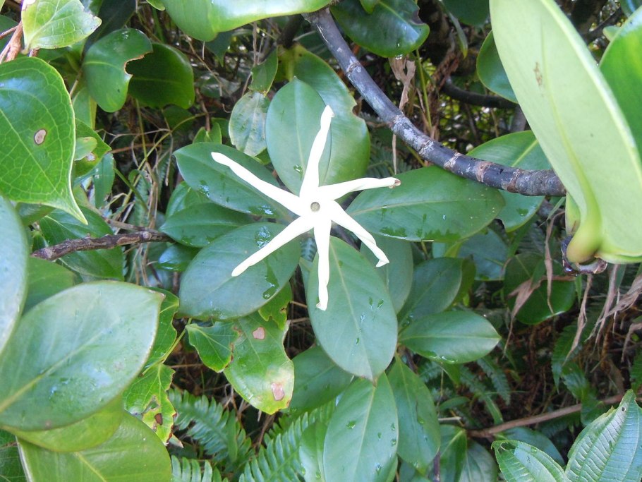 Давидсония дерево