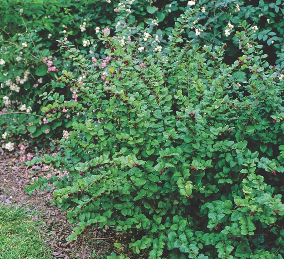 Снежноягодник куст