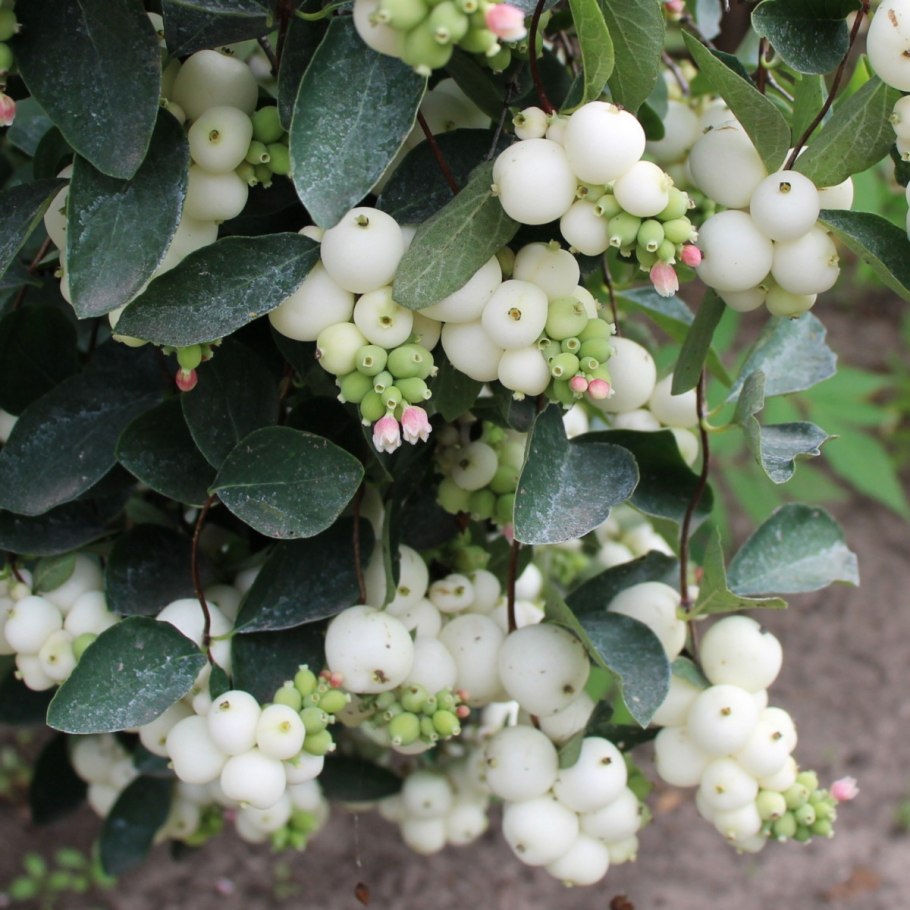 Снежноягодник Symphoricarpos Albus