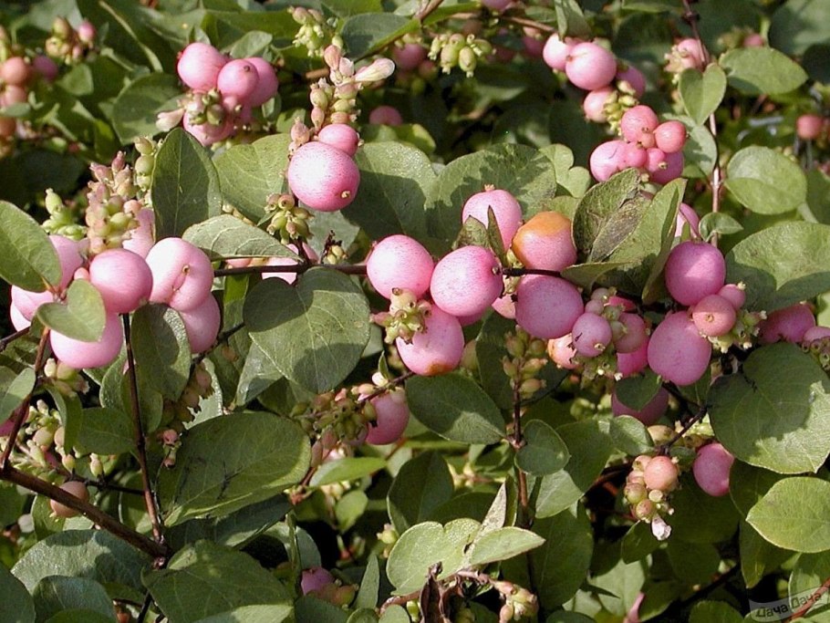 Снежноягодник Albus laevigatus