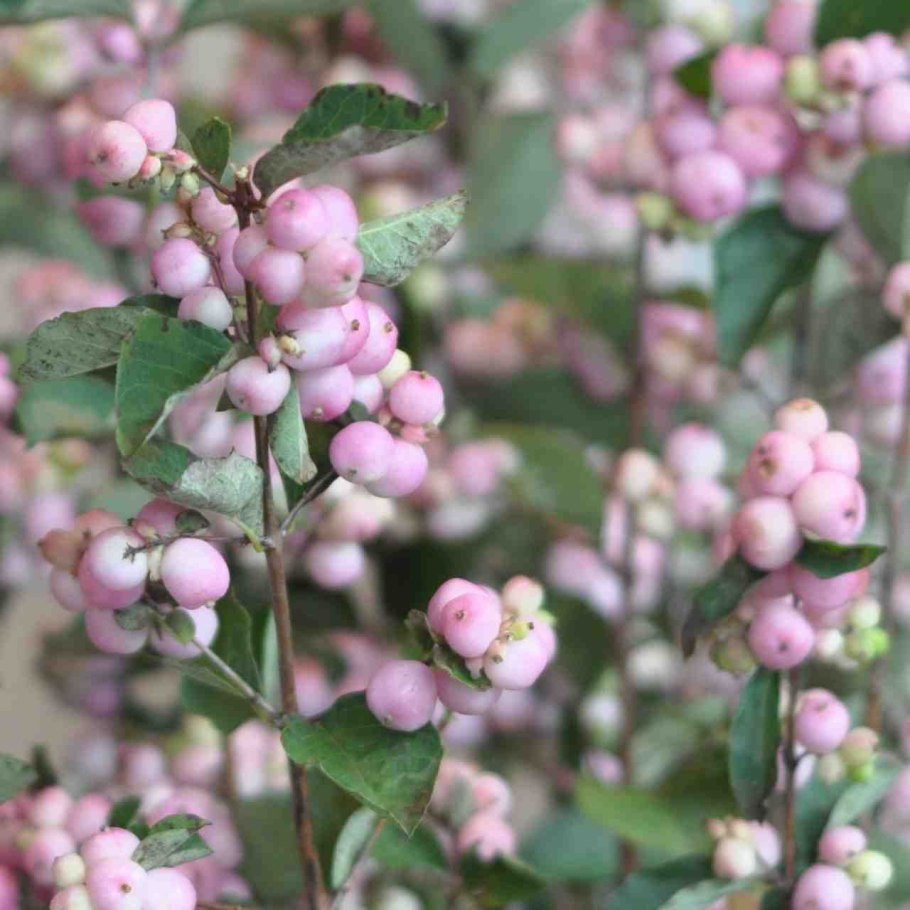 Снежноягодник доренбоза