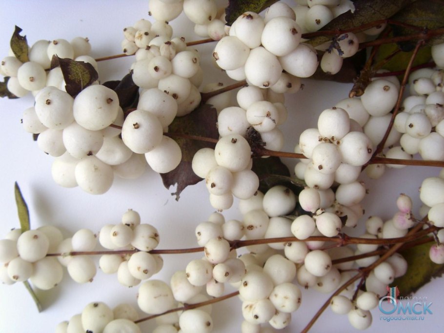 Снежноягодник кистевидный