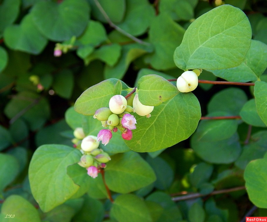 Снежноягодник Доренбоза Мэйджик Берри