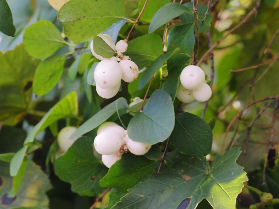 Снежноягодник фото и описание кустарника