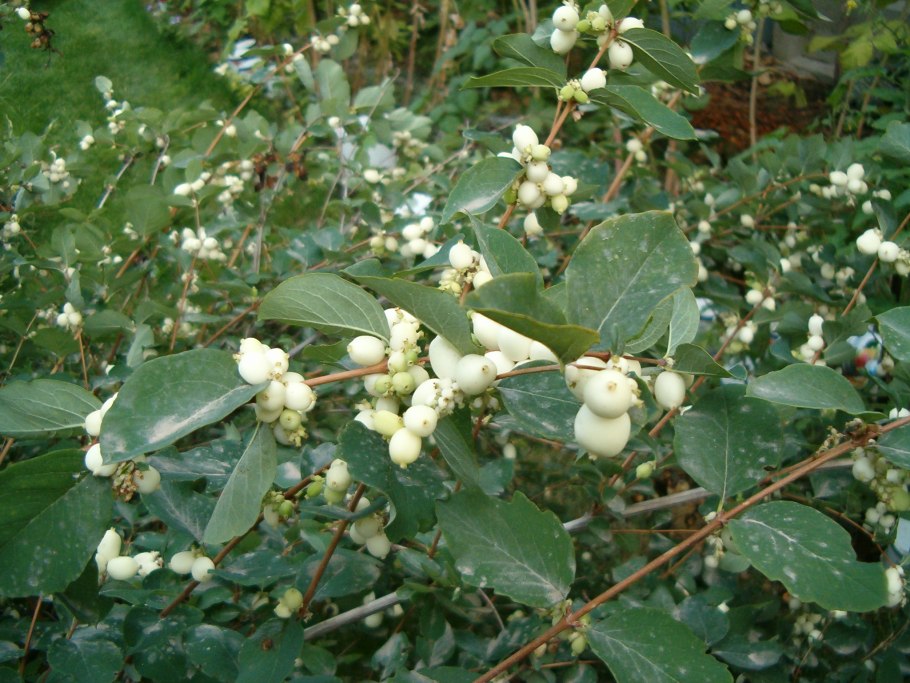 Снежноягодник Дооренбоса сорт