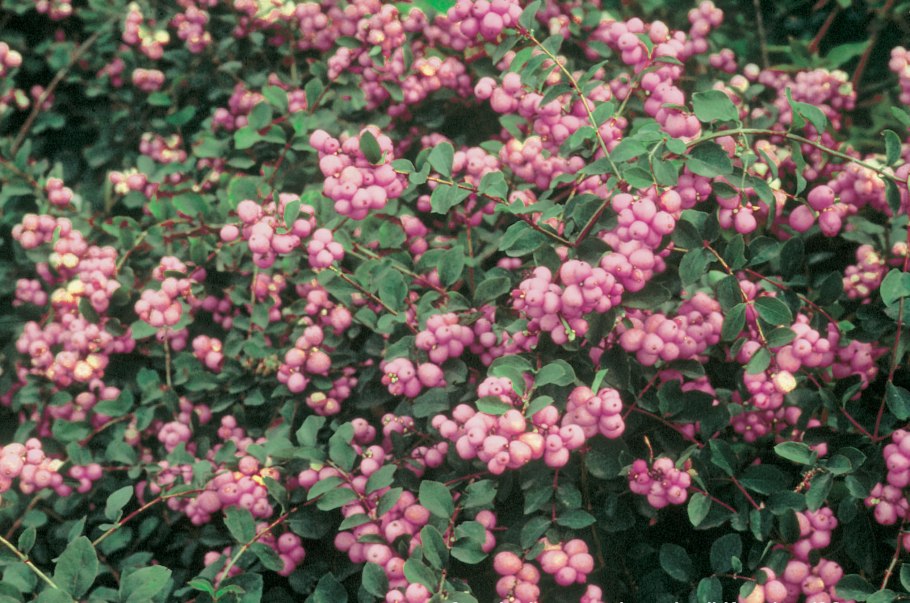 Снежноягодник (Symphoricarpos)