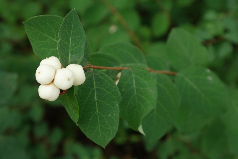 Снежноягодник белый symphoricarpos albus