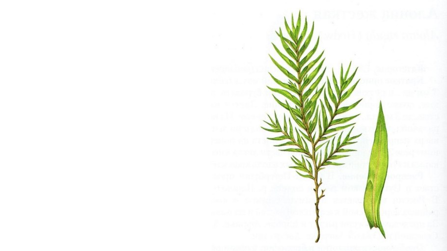 Осока Арнелля