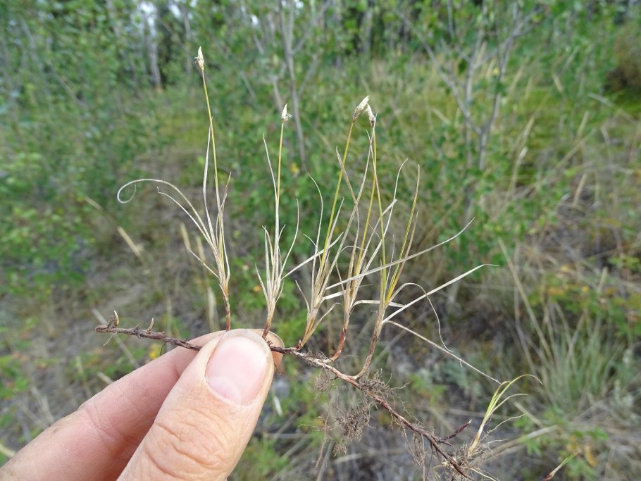 Осока дернистая