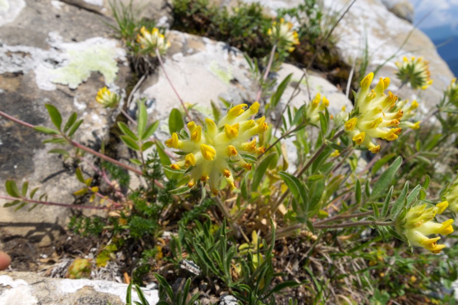 Язвенник Крымский