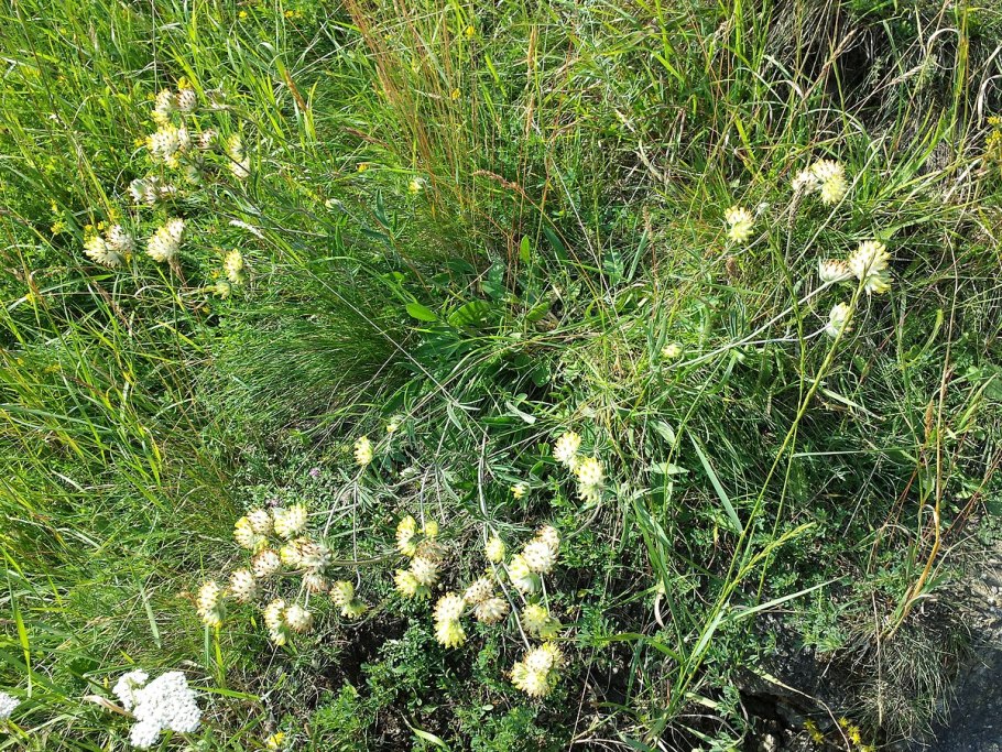 Anthyllis polyphylla