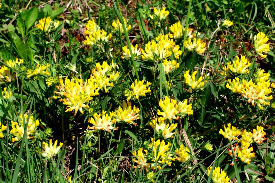 Anthyllis vulneraria