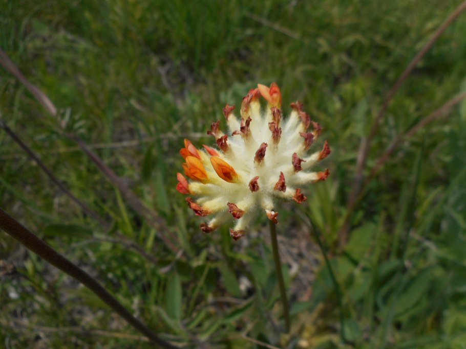 Язвенник многолистный