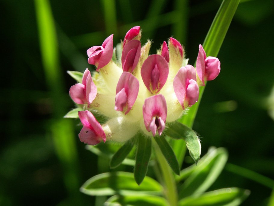 Anthyllis vulneraria