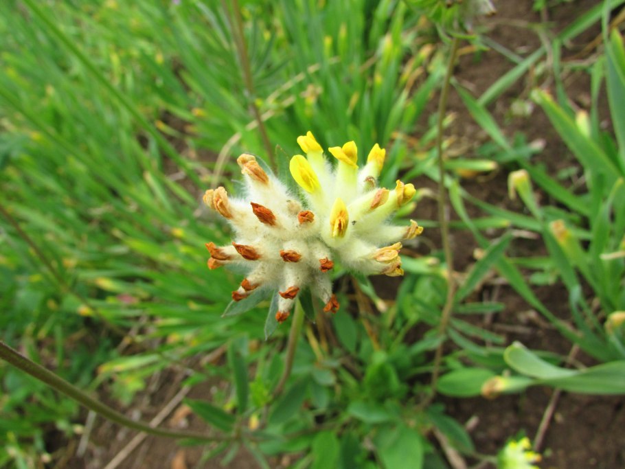Anthyllis vulneraria