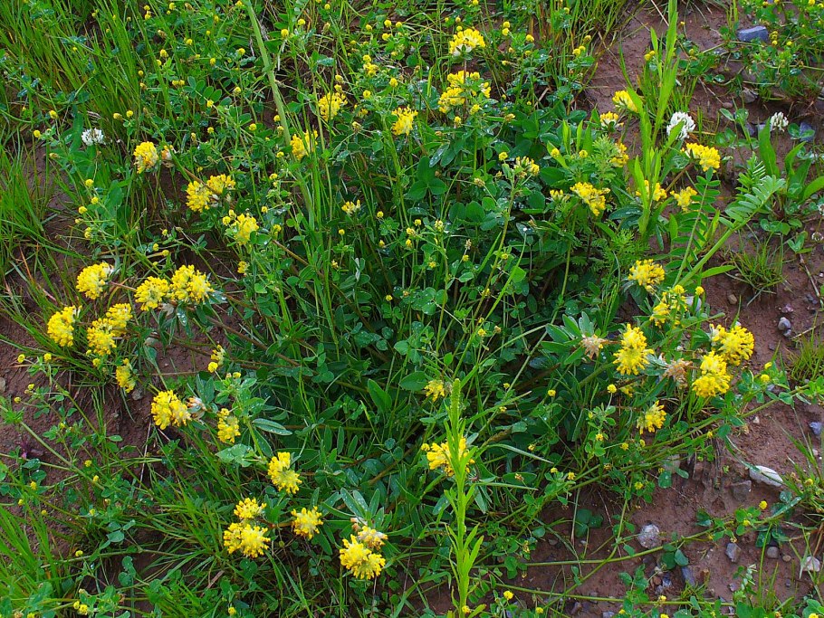 Язвенник растение Альпийский