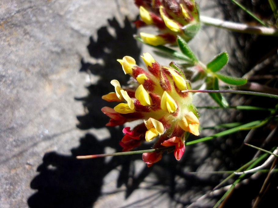 Язвенник обыкновенный