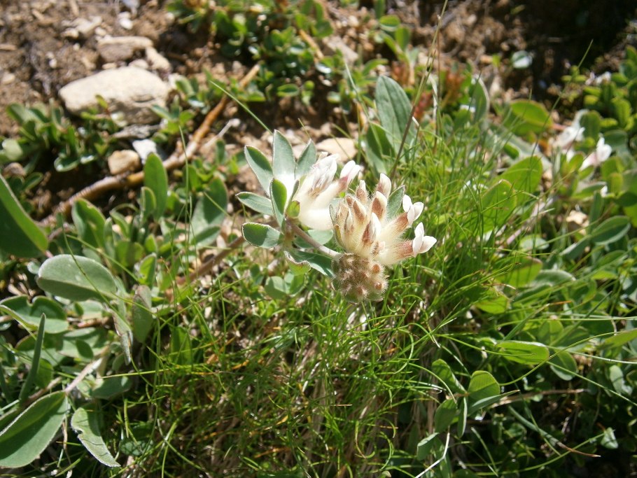 Растения Приморья