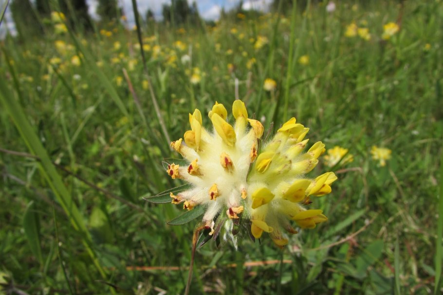 Anthyllis vulneraria