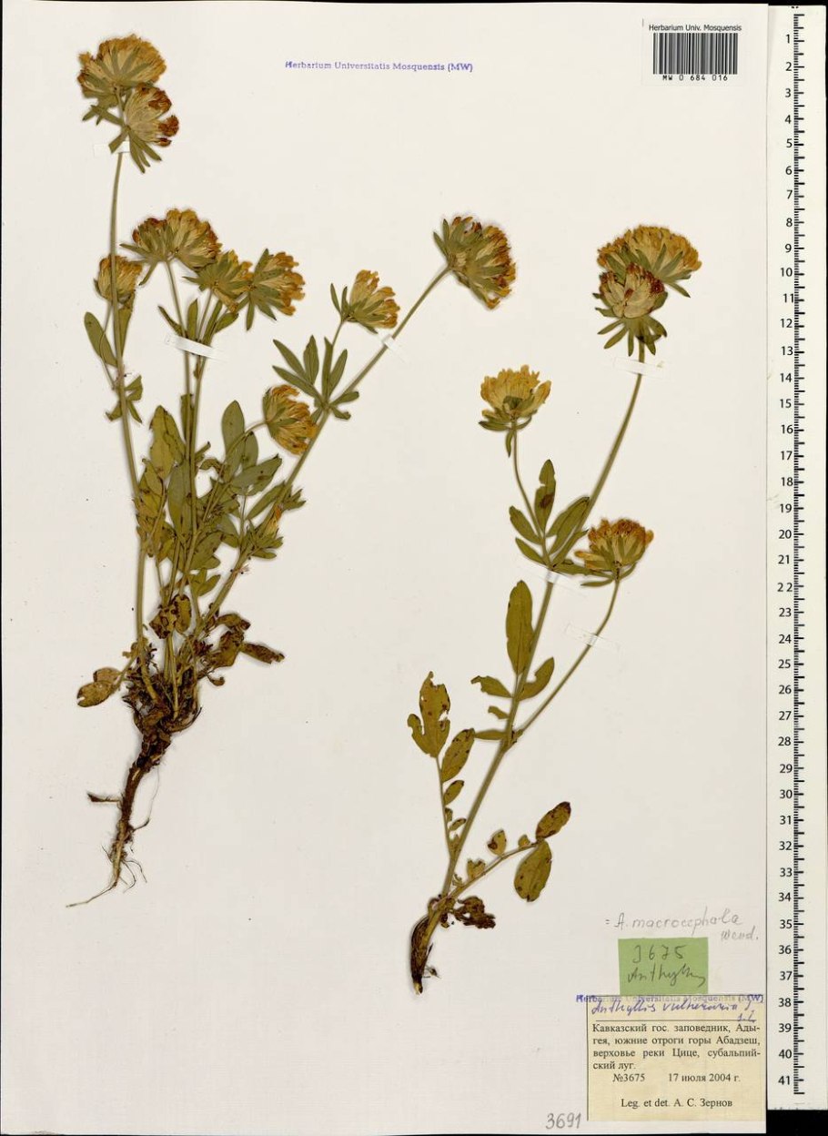 Язвенник ранозаживляющий