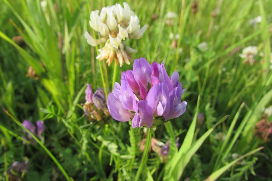 Антиллис Шамоа