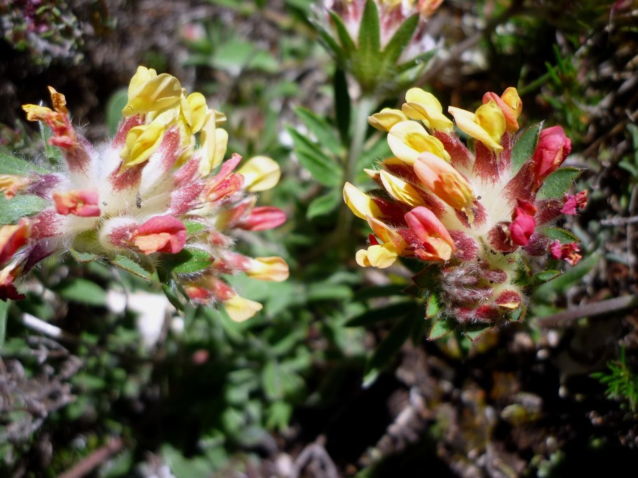 Язвенник целебный