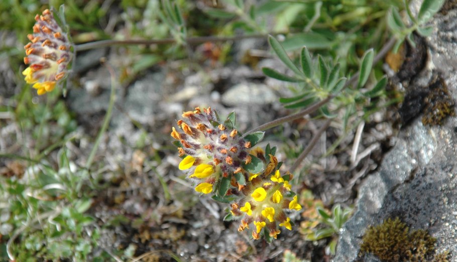 Anthyllis vulneraria v coceines