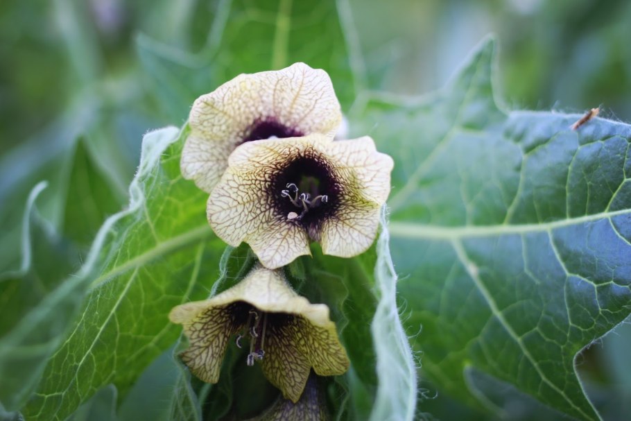 Белена черная Фармакогнозия