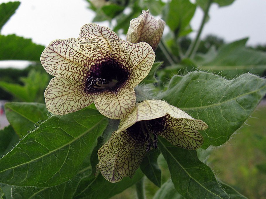 Белена растение семена