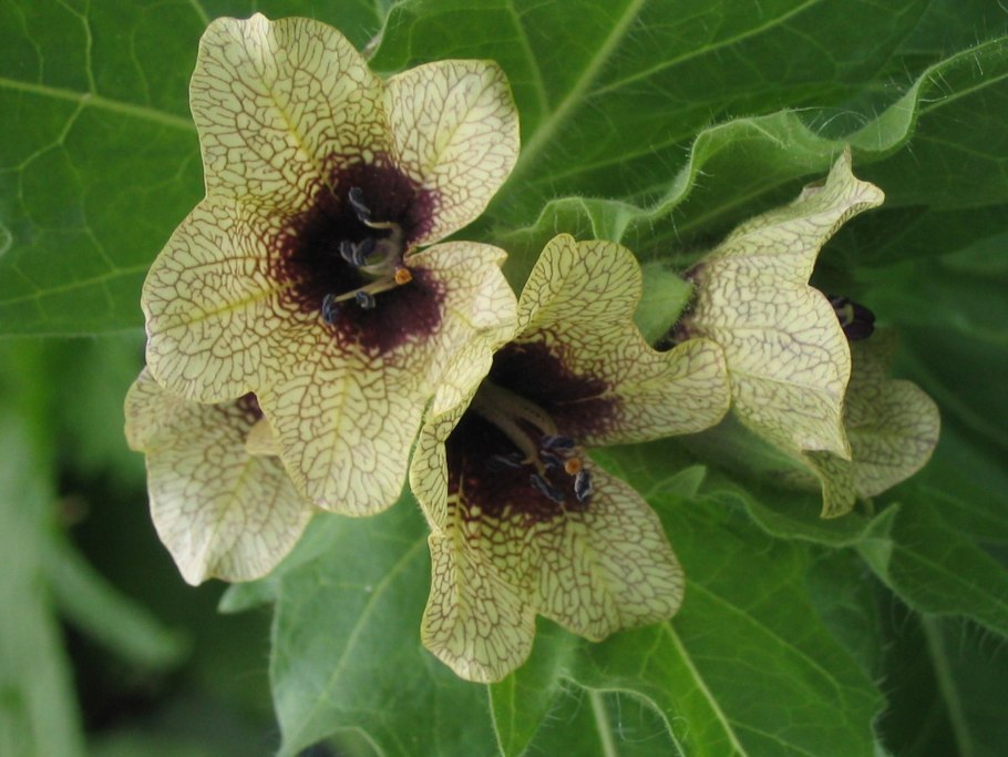 Белена черная (Hyoscýamus Níger)