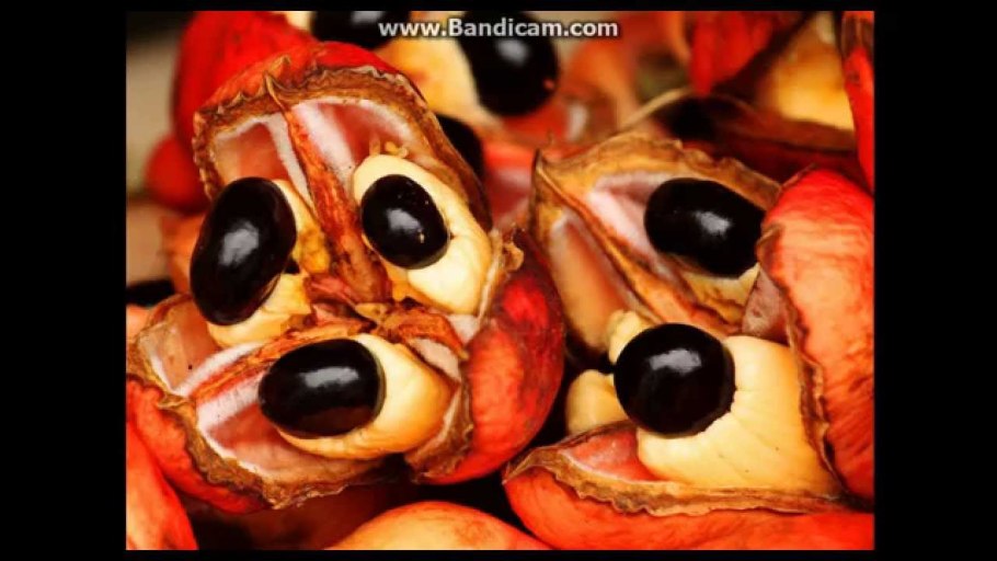 Фрукт Ackee