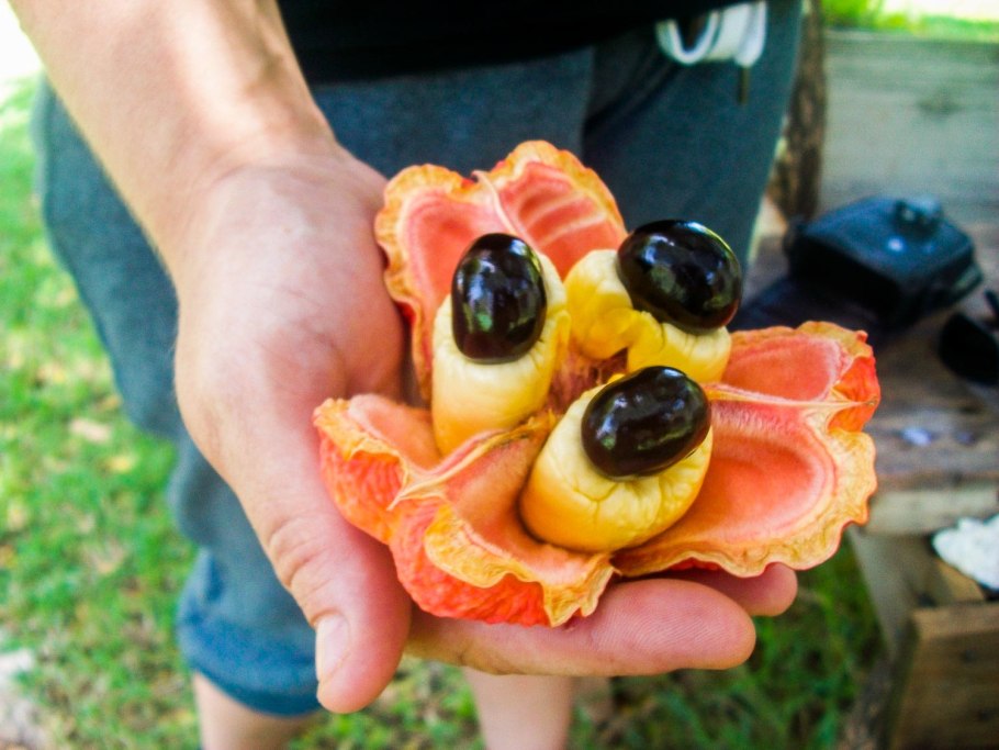 Thr Ackee Fruit