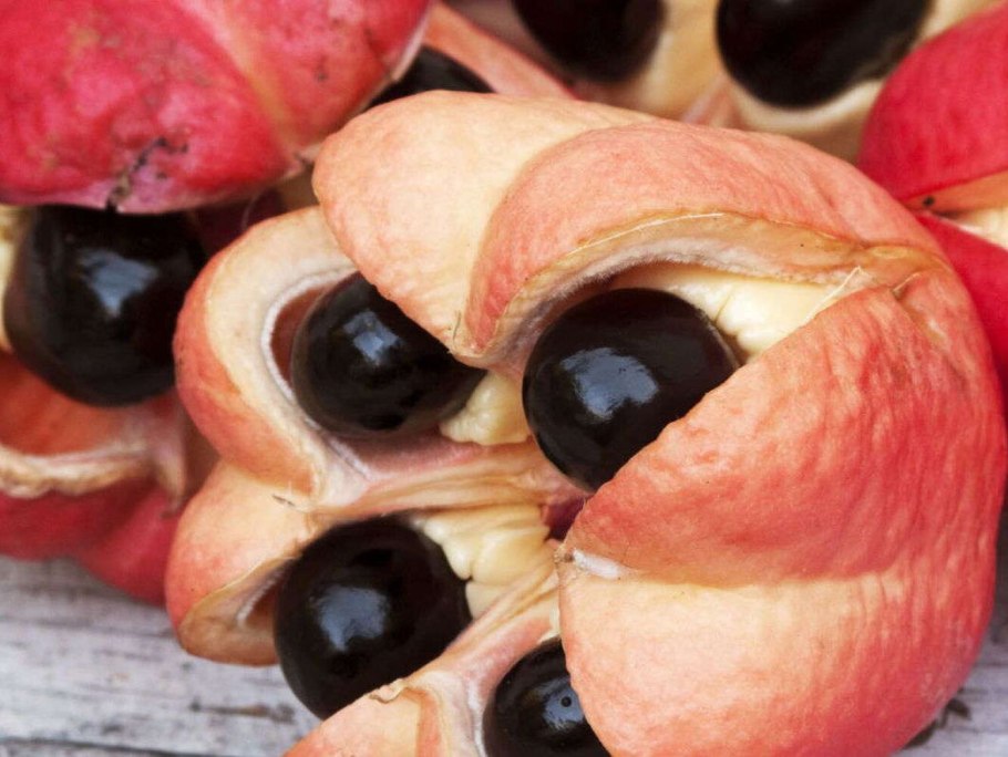 What is American National Bird, National Tree,and National Flower?