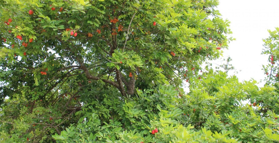 Дерево акапальта